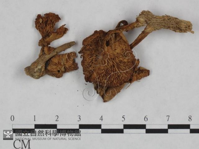 登錄號:F0023467藏品圖，第3張