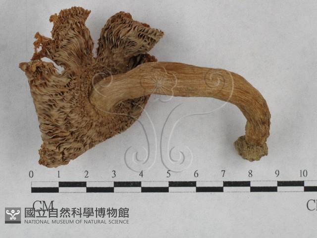 登錄號:F0003467藏品圖，第3張