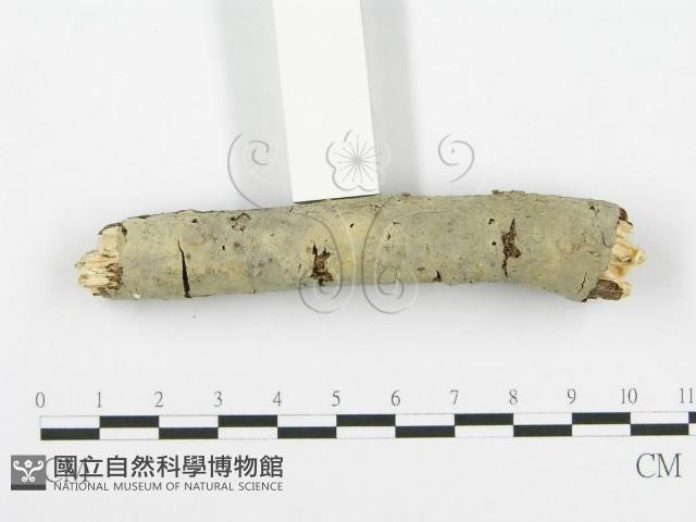 登錄號:F0013467藏品圖，第3張