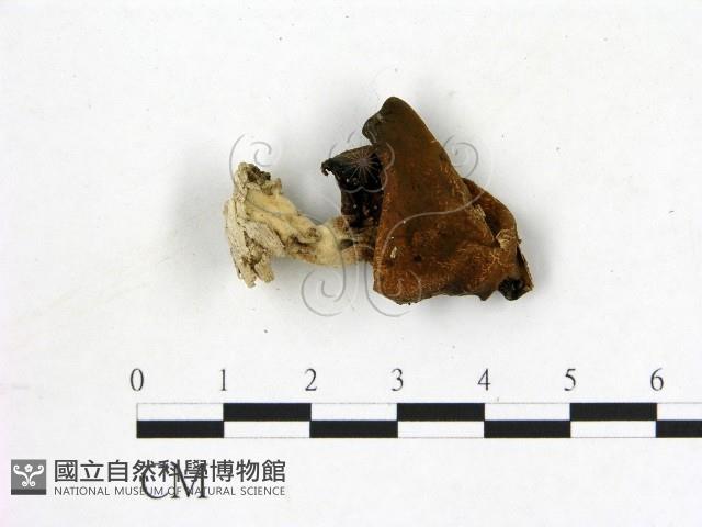 登錄號:F0020767藏品圖，第3張