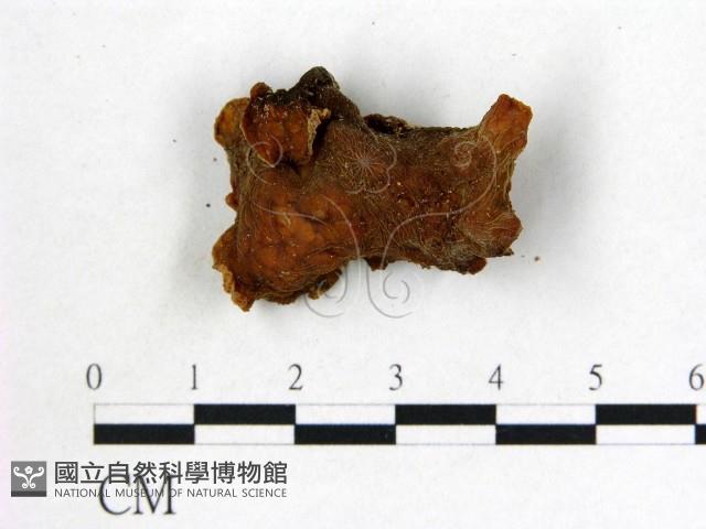 皺木耳藏品圖，第3張
