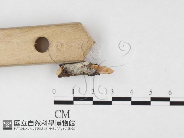 絲齒菌屬藏品圖，第3張