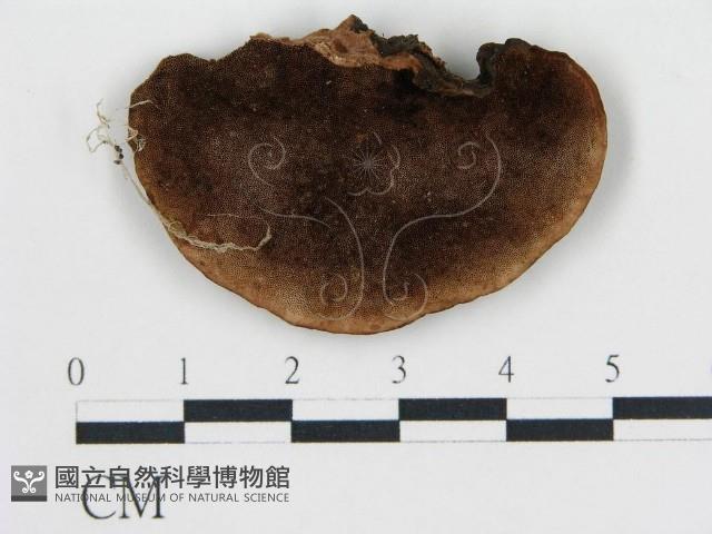 登錄號:F0006767藏品圖，第3張
