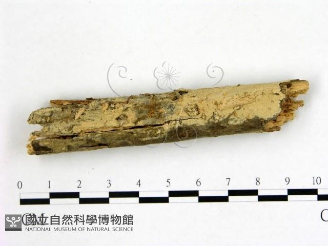 登錄號:F0021767藏品圖，第3張