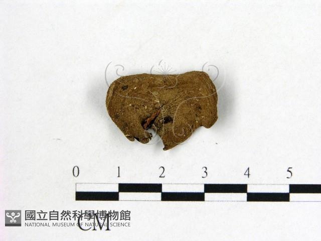 毛木耳藏品圖，第3張