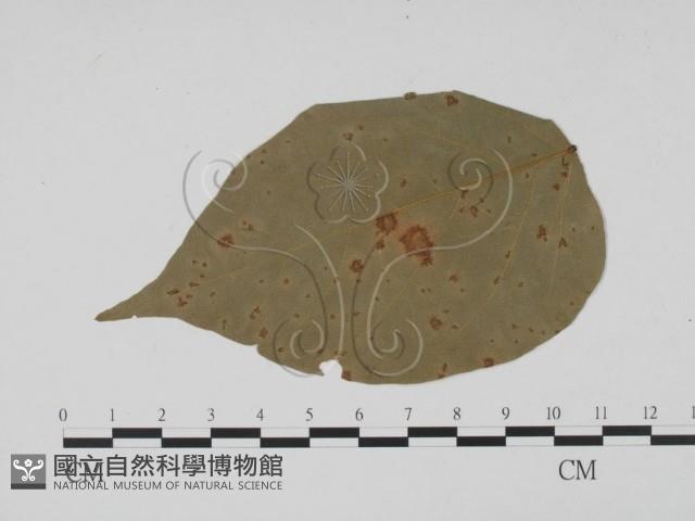 登錄號:F0011767藏品圖，第3張