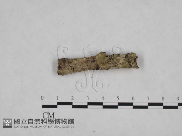 登錄號:F0024767藏品圖，第3張