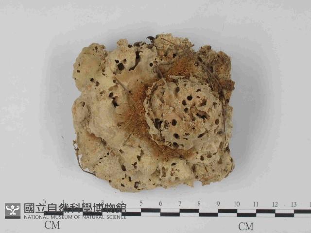 栓菌屬藏品圖，第3張