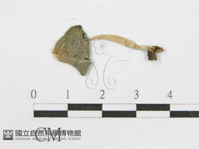 登錄號:F0002767藏品圖，第3張