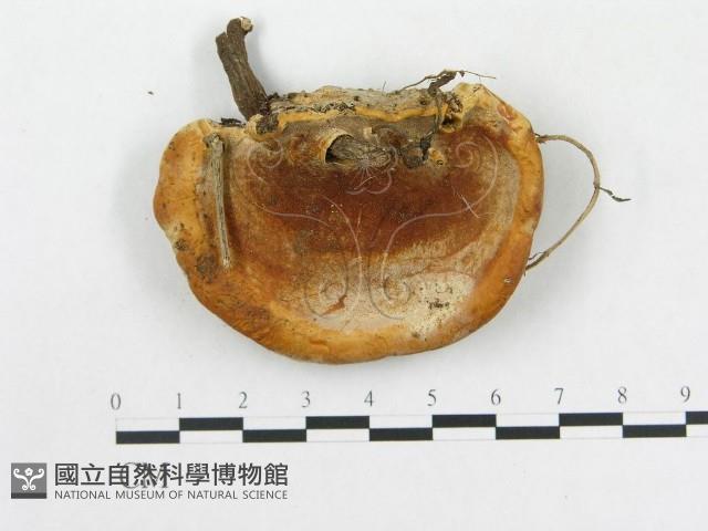 硬孔菌屬藏品圖，第3張