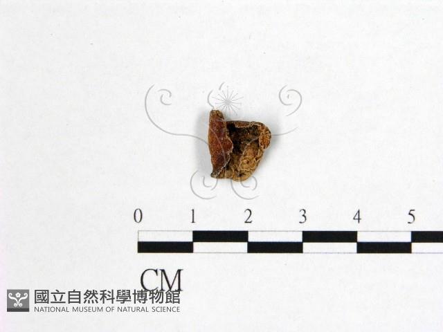 花耳屬藏品圖，第3張