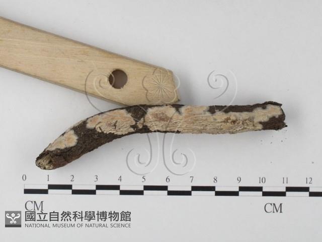 登錄號:F0023767藏品圖，第3張