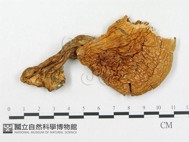 登錄號:F0003767藏品圖，第3張