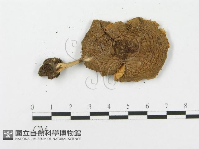 登錄號:F0000567藏品圖，第3張