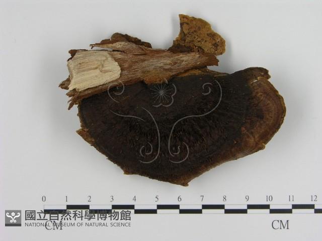 登錄號:F0010567藏品圖，第3張