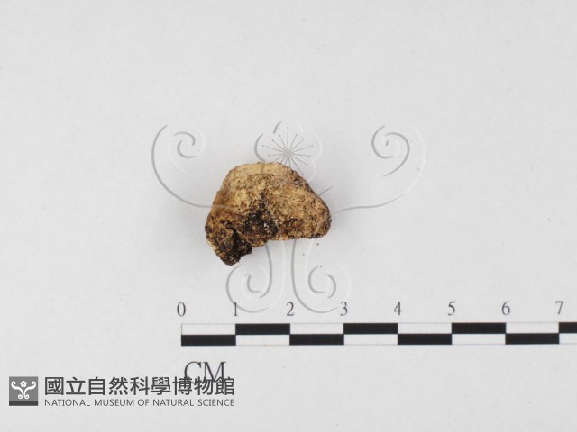 登錄號:F0026567藏品圖，第3張