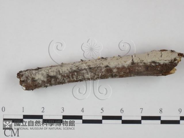 冇骨消絲齒菌藏品圖，第3張
