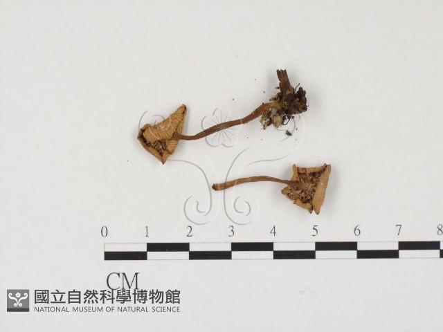 登錄號:F0024567藏品圖，第3張