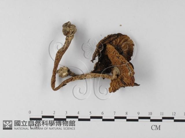 登錄號:F0014567藏品圖，第3張