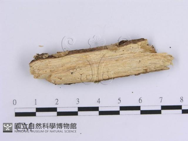 韌革菌屬藏品圖，第3張