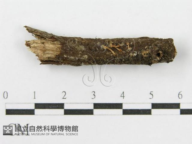 登錄號:F0007567藏品圖，第3張