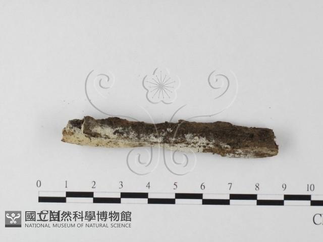絲齒菌屬藏品圖，第3張