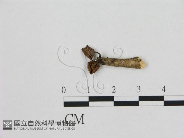 小皮傘屬藏品圖，第3張