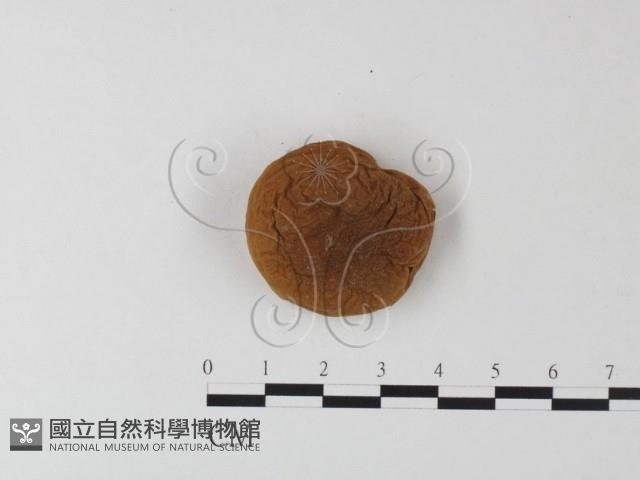 登錄號:F0023567藏品圖，第3張