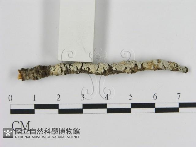 絲皮菌屬藏品圖，第3張