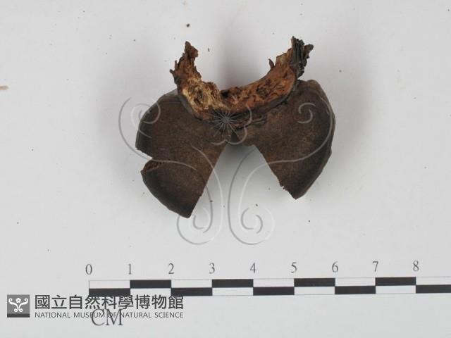 靈芝屬藏品圖，第1張