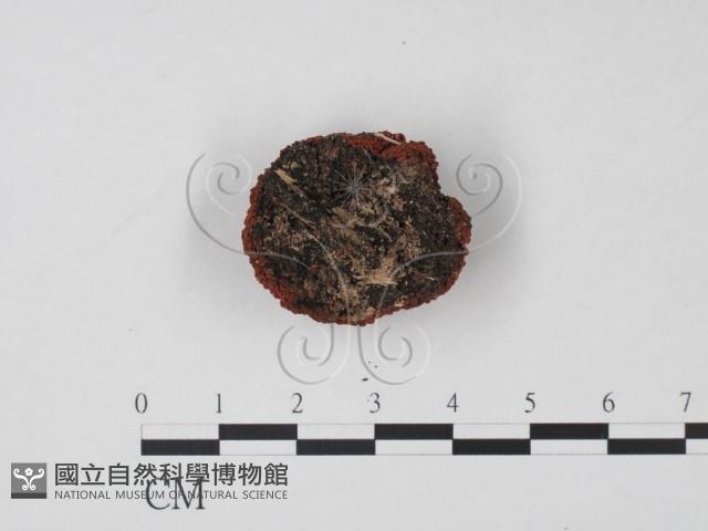 登錄號:F0010167藏品圖，第3張