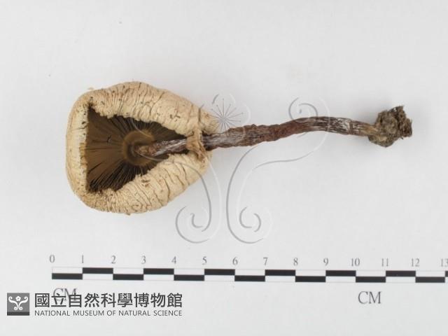 登錄號:F0026167藏品圖，第3張