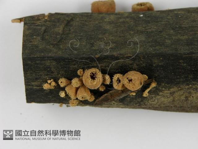 登錄號:F0001167藏品圖，第1張