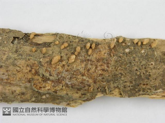登錄號:F0011167藏品圖，第3張