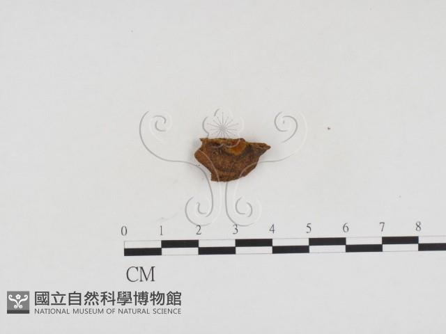 登錄號:F0024167藏品圖，第3張