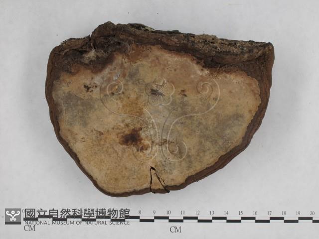 登錄號:F0014167藏品圖，第3張