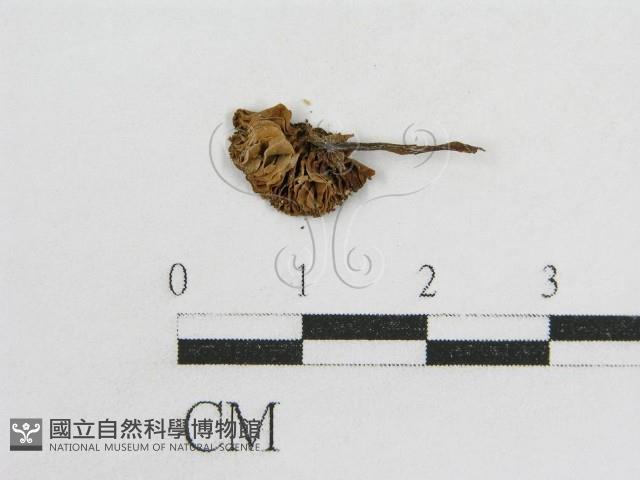 粉褶菌屬藏品圖，第3張
