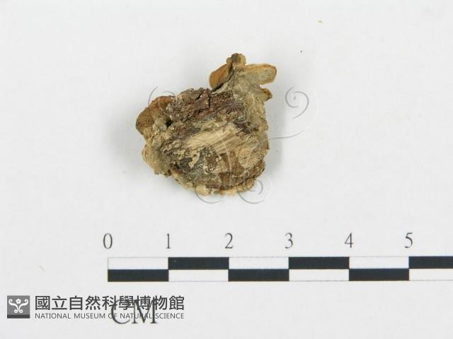 登錄號:F0007167藏品圖，第3張