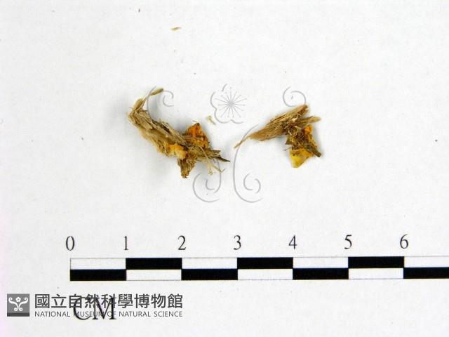 花耳屬藏品圖，第3張