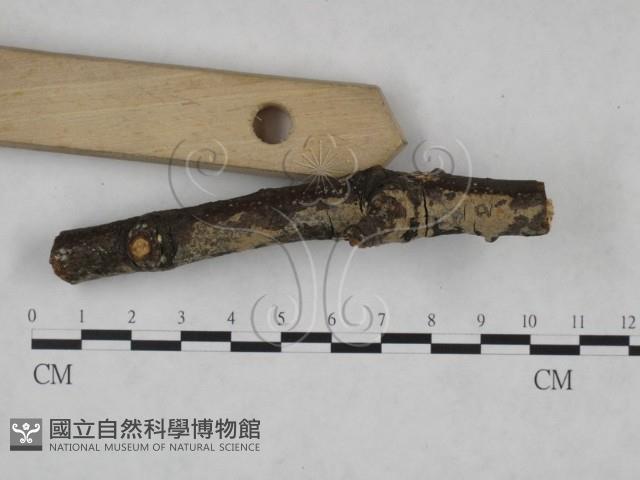 登錄號:F0025167藏品圖，第3張