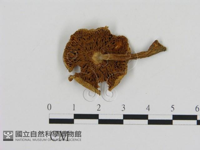 登錄號:F0005167藏品圖，第3張