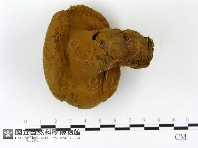 頭狀禿馬勃藏品圖，第3張