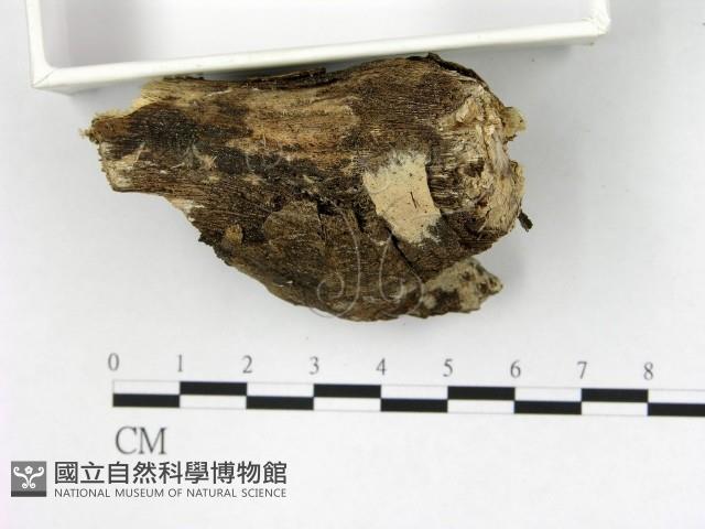 登錄號:F0020067藏品圖，第3張