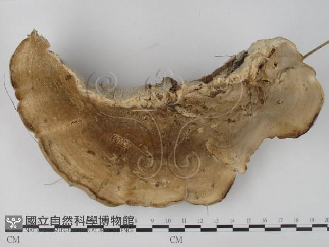 栓菌屬藏品圖，第3張
