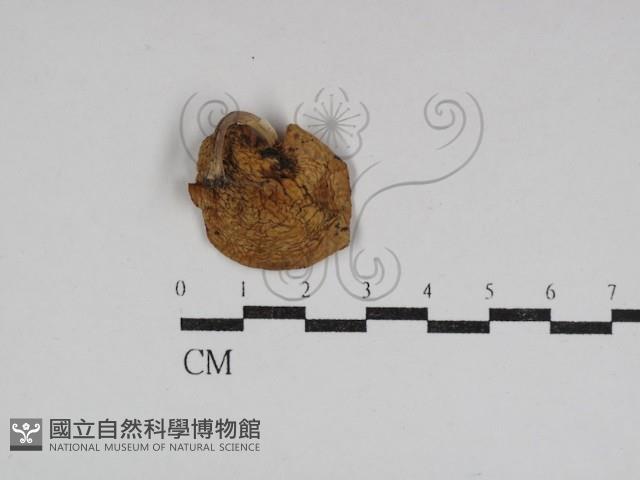 登錄號:F0031067藏品圖，第3張