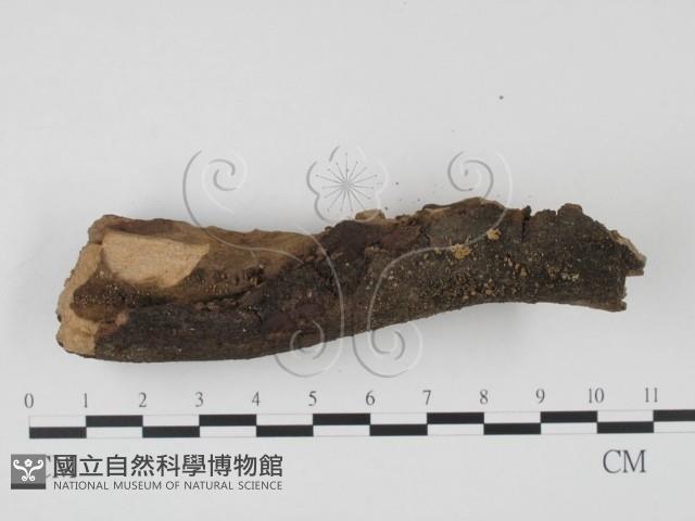 登錄號:F0004067藏品圖，第3張