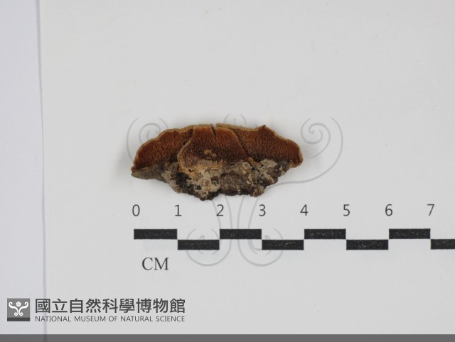齒耳菌屬藏品圖，第3張