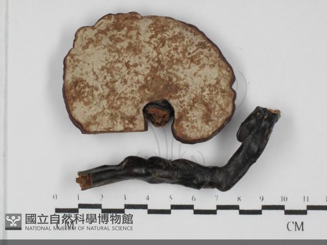 登錄號:F0032067藏品圖，第3張