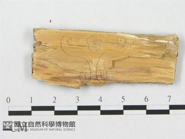 登錄號:F0007067藏品圖，第3張