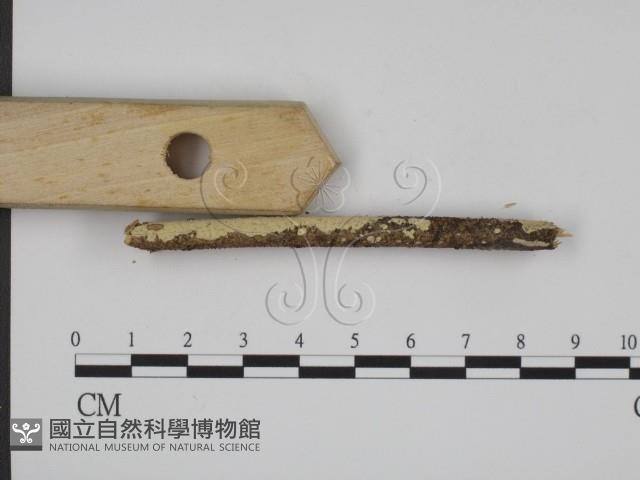 登錄號:F0005067藏品圖，第3張